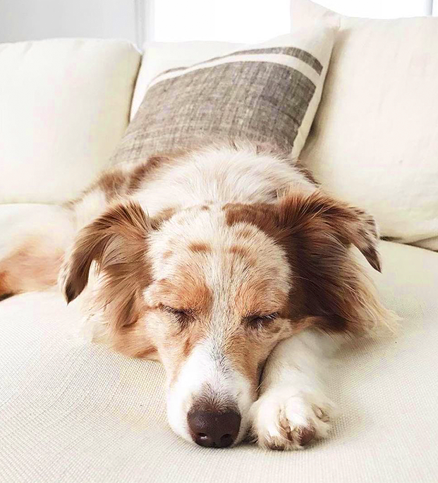 Tejidos para sofás aptos para mascotas